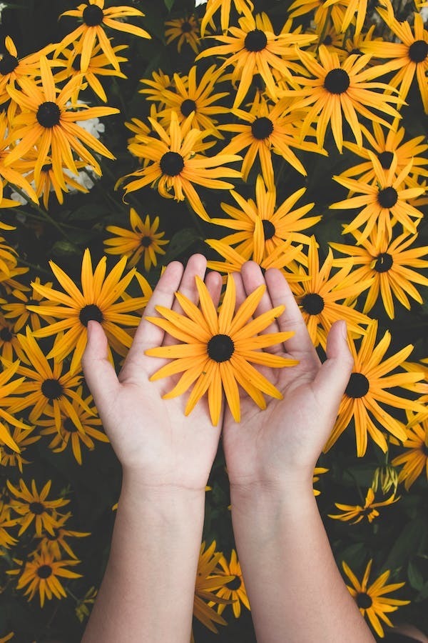 Daisies and a child's hands